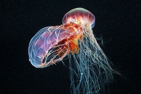Mesmerizing Jellyfish Photography By Alexander Semenov Demilked