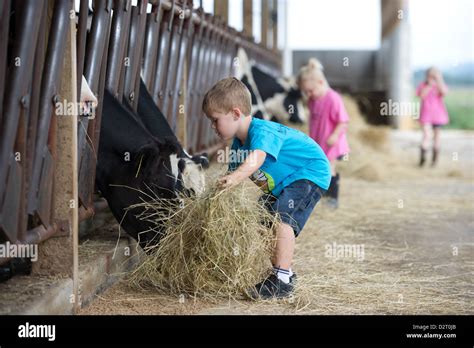 Children Feeding Dairy Cows Hay In The Barn Stock Photo 53387779 Alamy