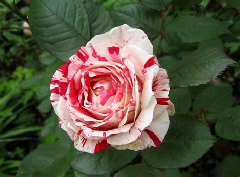 Find many great new & used options and get the best deals for petite mini roses white 7paper 12mmacross 4flowers 2mm&leaves17x35mm petaloo f at the best online prices at ebay! Red and White Peppermint Rose. Just got this mini rose in ...