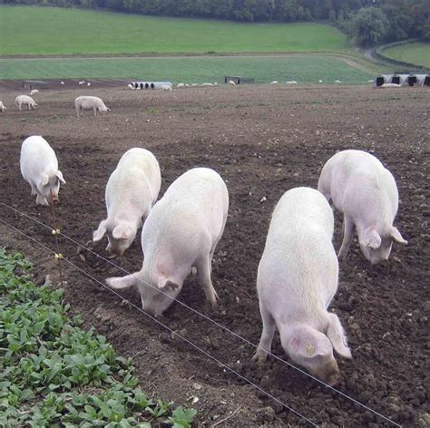 Electric Wiring Fencing For Pigs