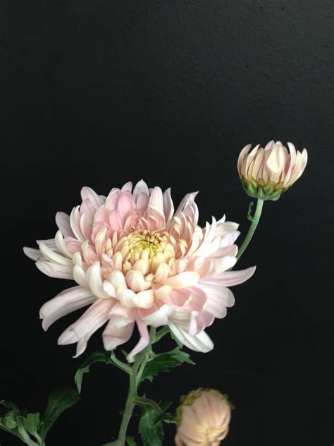 4k Chrysanthemum Wallpapers High Quality Download Free