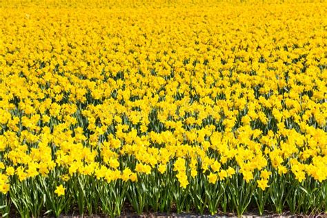 Field Of Yellow Daffodil Flowers Blooming In Spring Panoramic