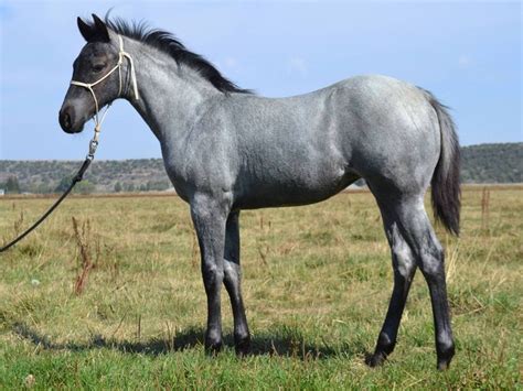 (dated) a young, attractive woman. 2014 Blue Roan Filly | Horses, Blue roan quarter horse ...