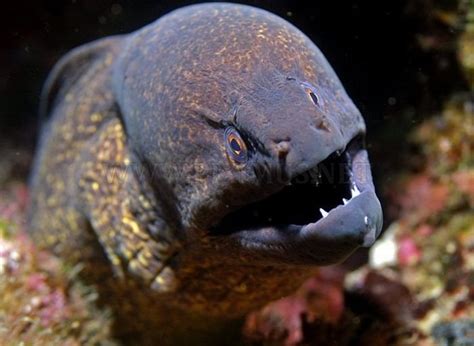 Which one was your favourite one as a kid? Beautiful Sea Creatures | Animals