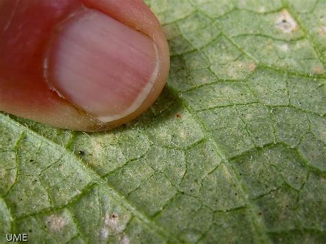 I have a plant i found exactly one mite on and i have been fighting it for three months. Pests to Watch For in Your Tomato Garden - The ...