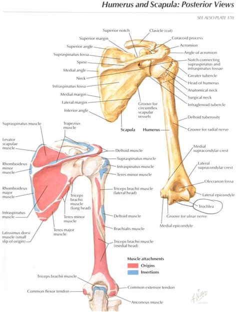 108 Best Images About Upper Limb Anatomy On Pinterest Human Anatomy