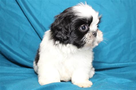 Available Shih Tzu Puppies For Sale Northviewshihtzus