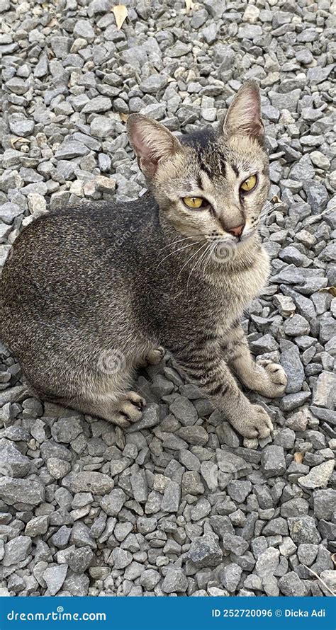 31 July 2022 Jakarta Indonesia This Is A Native Indonesian Cat