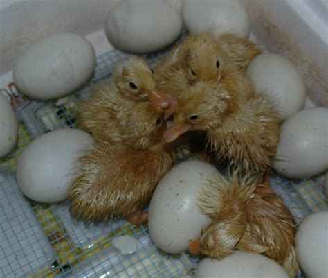 Complete Guide To Incubating Duck Eggs For Optimal Hatch Rates