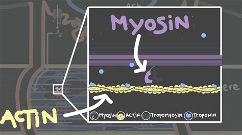 As muscle contracts, the overlap between the thin and thick filaments increases, decreasing the length of the sarcomere—the contractile unit of the muscle—using energy in the form of atp. Cross-bridge cycle | Skeletal muscle contraction - YouTube