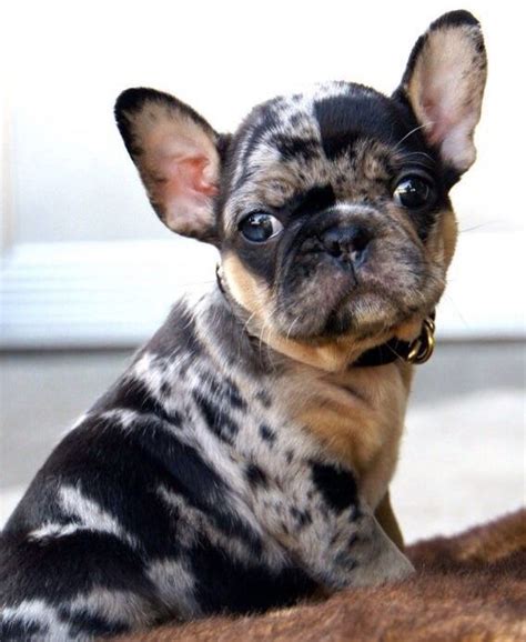 If you suffer from dog allergies, a french bulldog might not be for you. 10 best hypoallergenic animals images on Pinterest ...