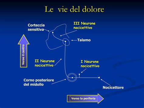 Ppt Fisiopatologia Del Dolore Powerpoint Presentation Free Download