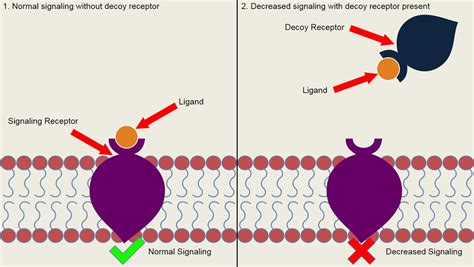 This page explains the terms complex ion and ligand, and looks at the bonding between the ligands and the central metal ion. Decoy receptors - Wikipedia