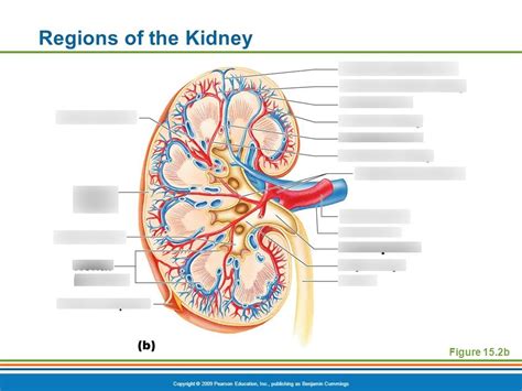 Regions Of The Kidney Diagram Quizlet