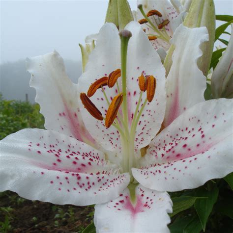 Maybe you would like to learn more about one of these? B&D Lilies Garden Blog: Lily Flower Colors During Hot Weather