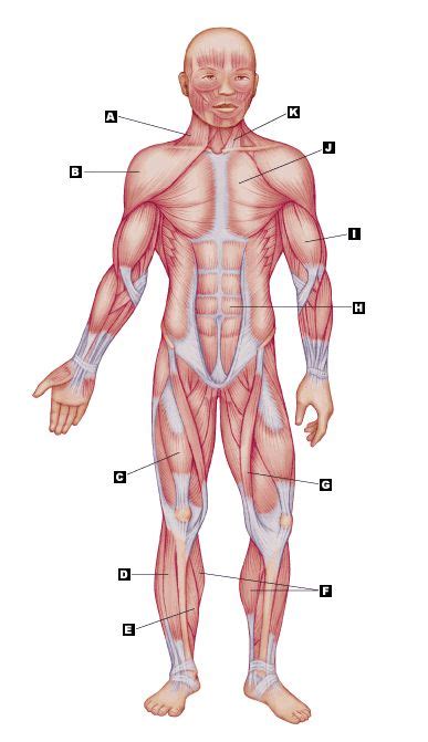 The muscles in the back help with plantar flexion and supporting the arch of the foot. the muscular system no labels | Muscular system, Muscular system labeled, Muscle
