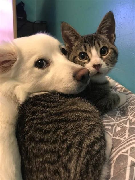 14 Superniedliche Fotos Von Freundschaften Zwischen Hund Und Katze