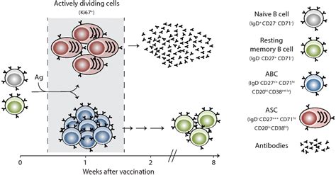 Unless advised by the cdc or regional health departments influenza causes significant loss of workdays, human suffering, and mortality. Vaccines | Free Full-Text | Immunizing the Immune: Can We ...