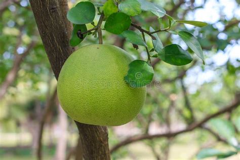 Pomelo Fruit On The Tree In Garden Selective Focus Stock Image Image
