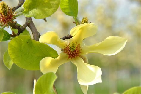 When in bloom it looks just like a kaleidoscope of yellow butterflies fluttering in the breeze. Magnolia 'Butterflies' | Magnolia 'Butterflies' - Van den ...