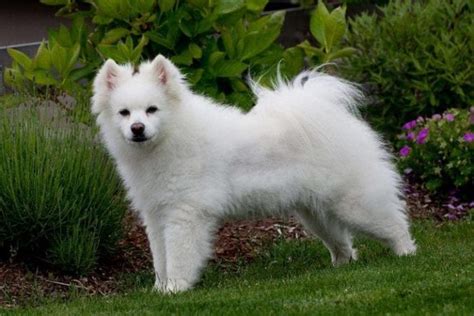 7 Important Things To Know About The American Eskimo Dog