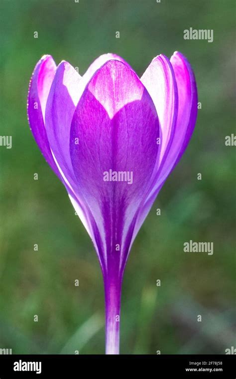 Violetter Krokus Fotos Und Bildmaterial In Hoher Auflösung Alamy