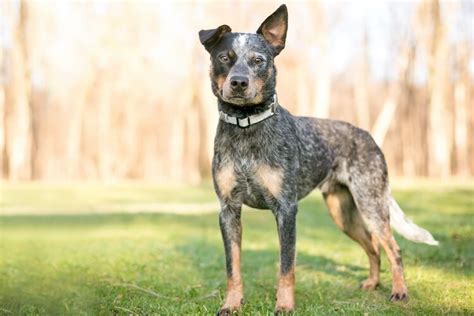 Blue Heeler Feature All Things Dogs