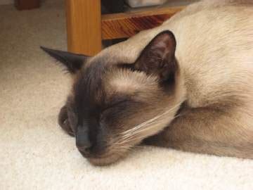 The mo4paws cats & kittens available for adoption! Siamese Cat Adoption | Sharing our favorite Siamese Rescue ...