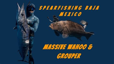Spearfishing Baja Mexico Massive Wahoo And Grouper Youtube