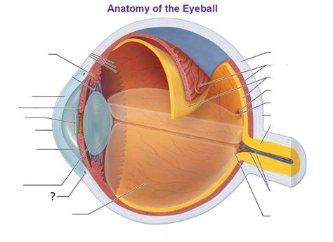Anatomy of the Eye Flashcards | Easy Notecards