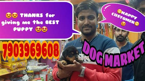 Best Quality Dogs and puppies at best price |Dog Market in Patna| Best