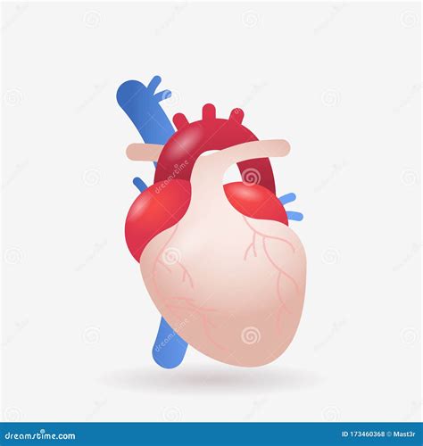 Anatomical Heart Icon Human Body Internal Organ Anatomy Biology