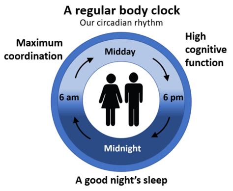 How Important Is Our Body Clock Age Watch