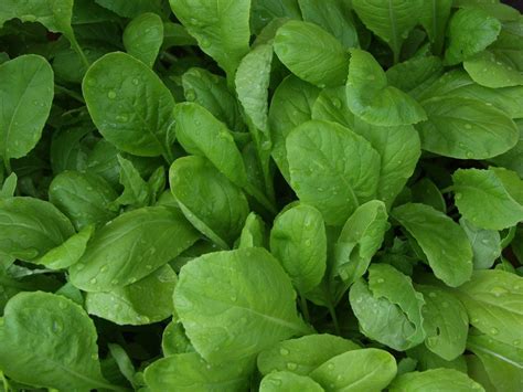 Growing Mustards How To Plant Mustard Greens