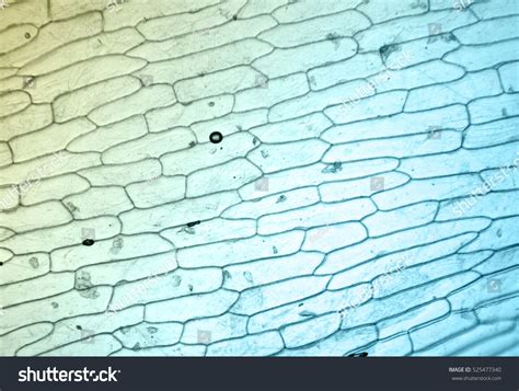 Cells Under The Microscope Stock Photo 525477340 Shutterstock