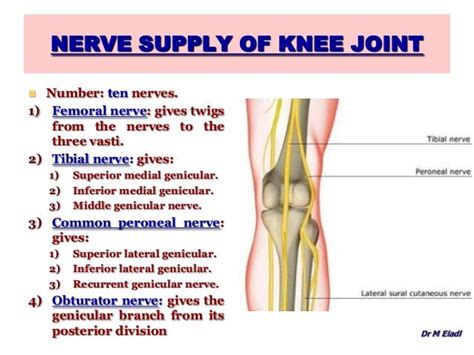 Nerve Supply Of Knee Joint Number Ten Nerves 1 Femoral Nerve Gives