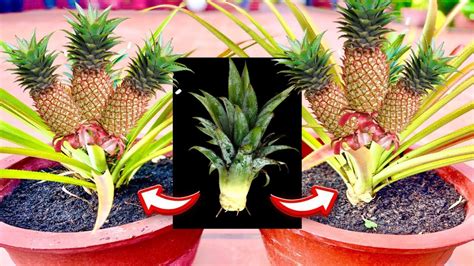 How To Grow Pineapple At Home Fast In A Pot Easy Easy Youtube