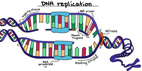 Dna Replication Diagram Labeled
