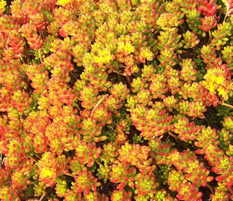 It stays full and lush throughout the year. The 2 Minute Gardener: Photo - Pork n Beans Sedum (Sedum ...