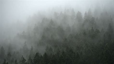 Download Wallpaper 1920x1080 Forest Trees Fog Cloud Full Hd Hdtv