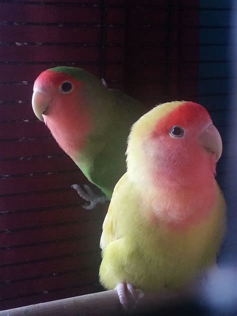 Check out our pet birds selection for the very best in unique or custom, handmade pieces from our shops. Peach faced lovebirds for sale | Preston, Lancashire ...