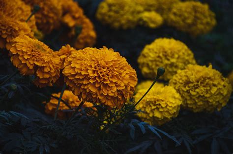 1000 Free Marigold And Nature Images Pixabay