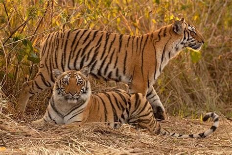 Importance Of The Tiger Tiger Safari India