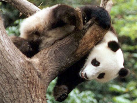 White Wolf Scotland Paying China 10 Million For Two Giant Pandas