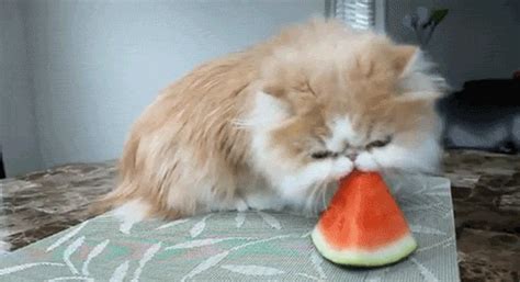 Food hungry eat breakfast yum lazy mom. Cat Eating GIF - Find & Share on GIPHY