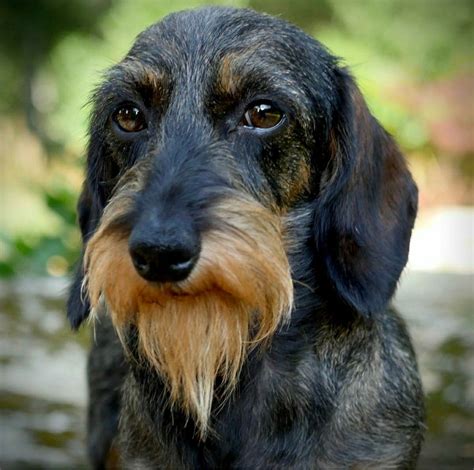 Dachshund Wirehaired Dackel Langhaardackel Hunde