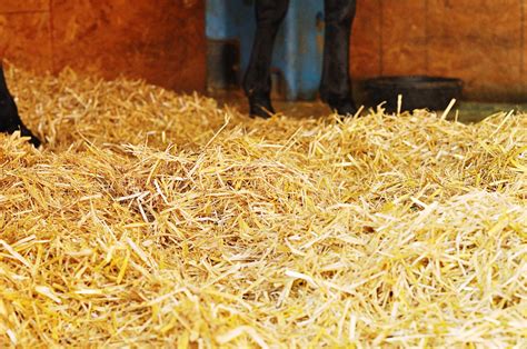 Straw Bedding The Good And Bad Horse Care Straw Horse Stalls