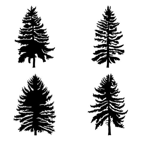 Pine Trees Collection Stock Vector Image By ©edvard76 4227674