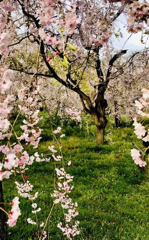 Slickdeals strives to offer a comprehensive coverage of the best coupons, promo codes and promotions for thousands of different stores like entertainment earth. Pin by Gail Rubke on The earth laughs in FLOWERS♥ in 2020 ...