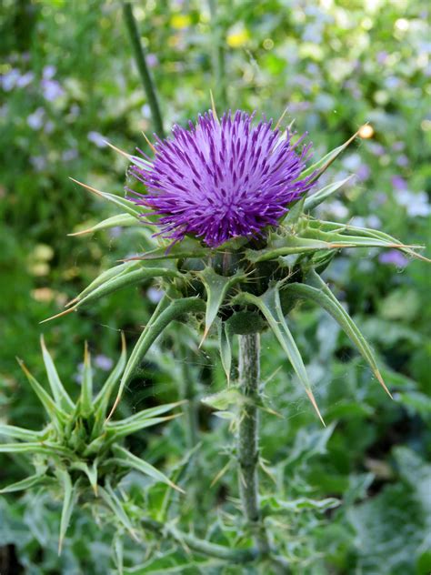 Flickrpwcsap3 Purple Thistle Weeds Can Be Beautiful And